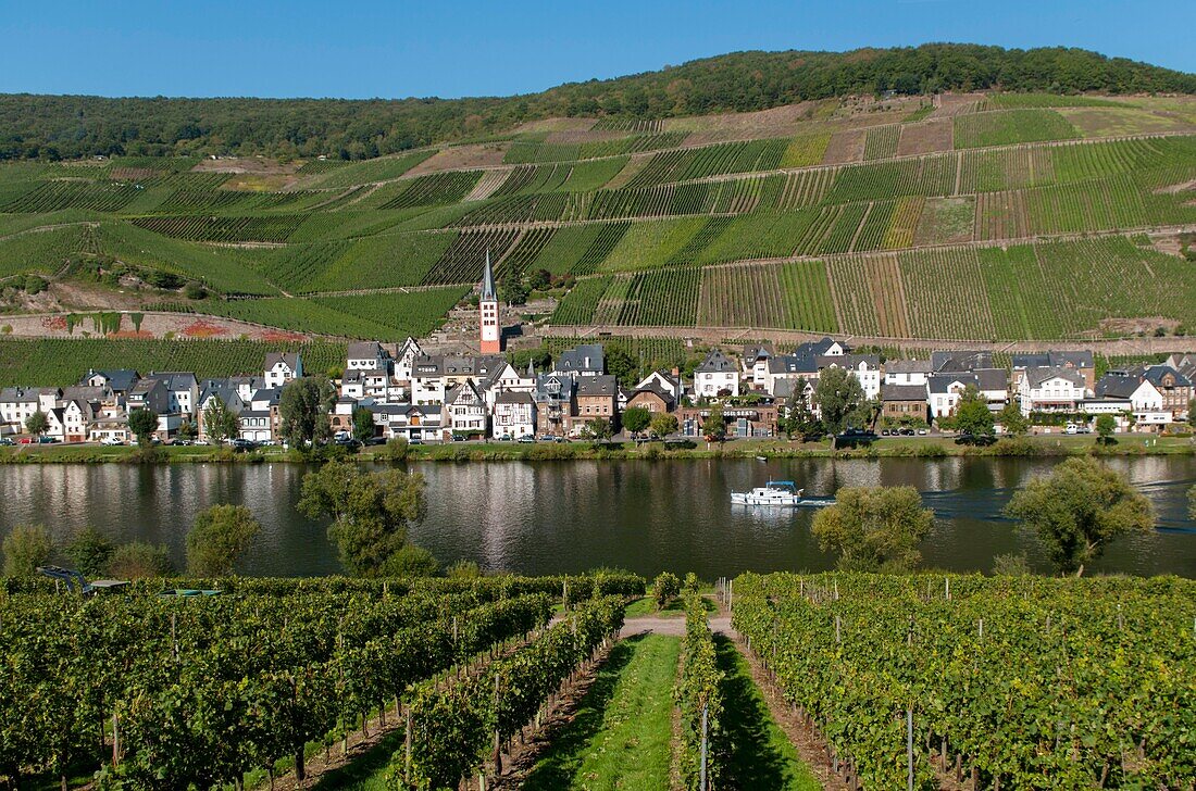 Germany, Rhineland-Palatinate, Mosel valley, Zell.