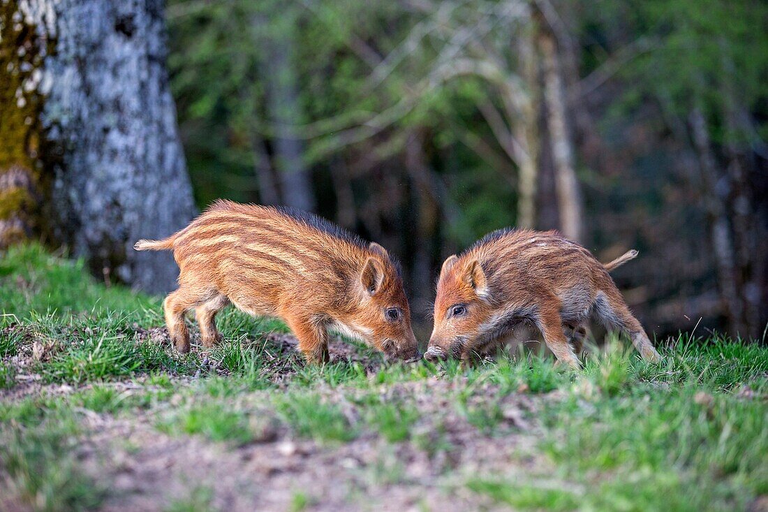 France, Haute Saone, Private park , Wild Boar ( Sus scrofa ) , piglets playing together.