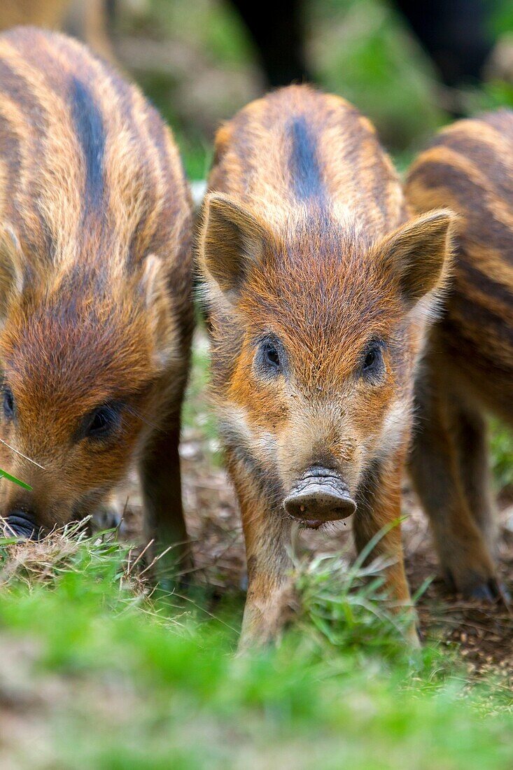 France, Haute Saone, Private park , Wild Boar ( Sus scrofa ) , piglets.