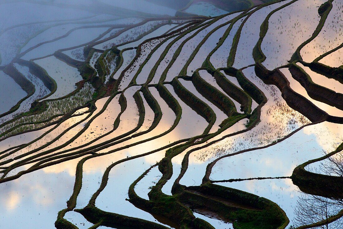 China , Yunnan province , Hani people, Yuanyang , Duoyishu village, rice terraces , sunrise.