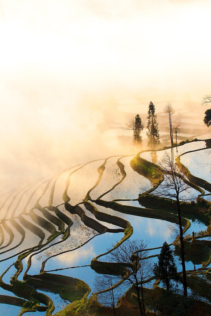 China , Yunnan province , Hani people, Yuanyang , Duoyishu village, rice terraces , sunrise.