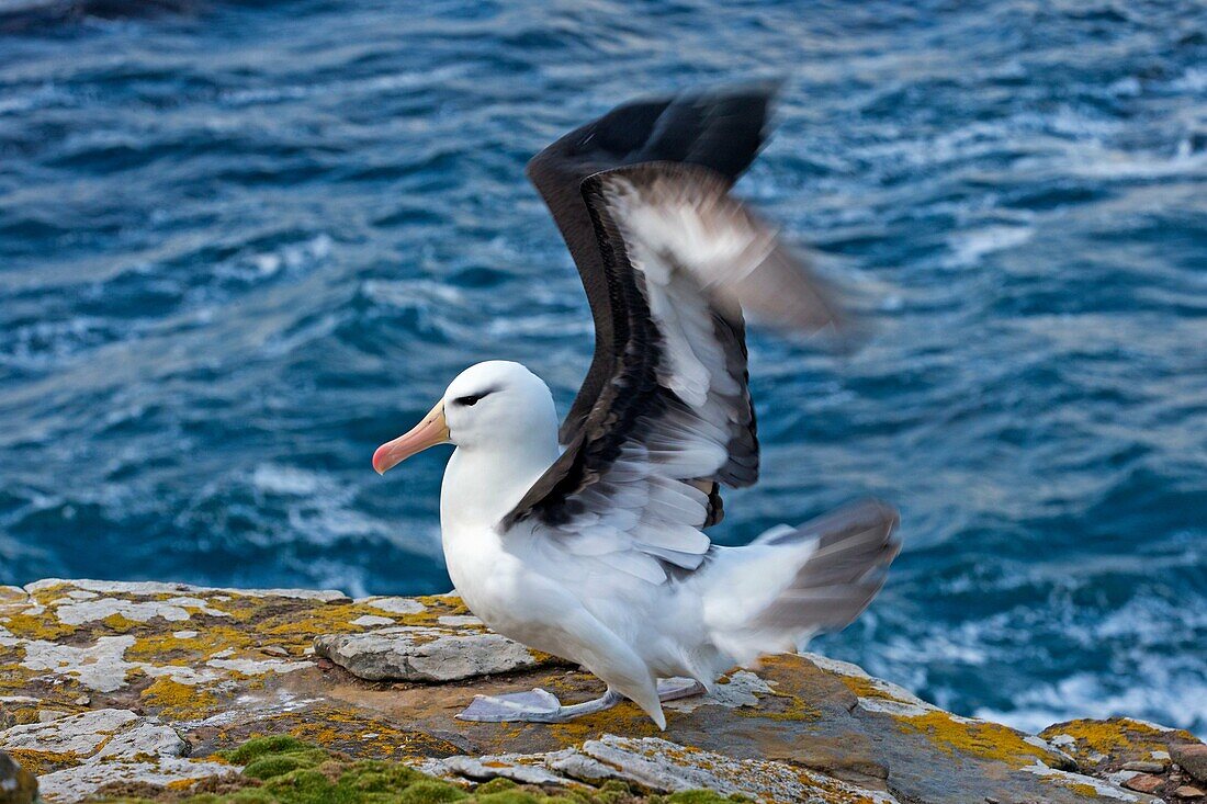 Falkland Islands, Saunders island, Black browed Albatross Thalassarche melanophrys,.