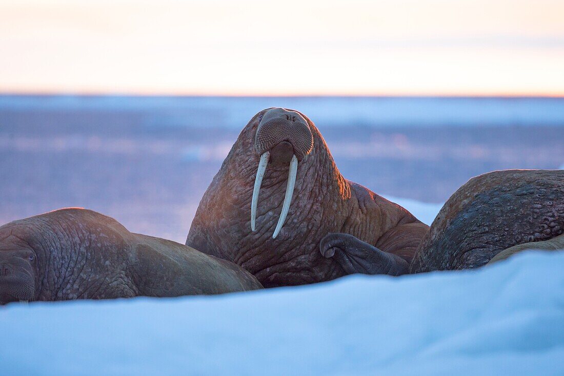 Russia, Chukotka autonomous district, Wrangel island, Pack ice, Pacific walrus Odobenus rosmarus divergens, resting on ice floe.