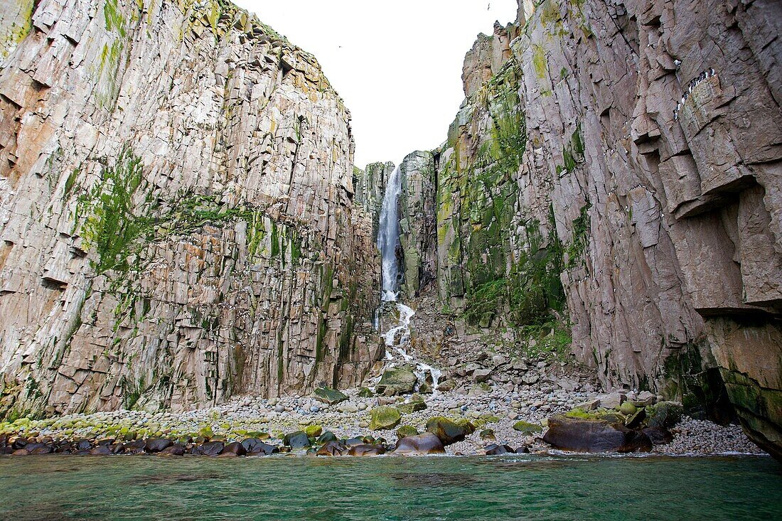 Russia , Chukotka autonomous district , Bering sea , Preobrazheniya Bay near the cape Dezhnev (northeasternmost point of the Eurasian continent ) , Marine birds colony nesting in cliffs. Black legged Kittiwake ( Rissa tridactyla ) and Thick Billed Murre (