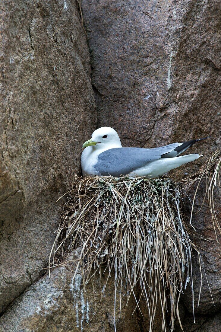 Russia , Chukotka autonomous district , Bering sea , Preobrazheniya Bay near the cape Dezhnev (northeasternmost point of the Eurasian continent ) , Marine birds colony nesting in cliffs. Black legged Kittiwake ( Rissa tridactyla ).