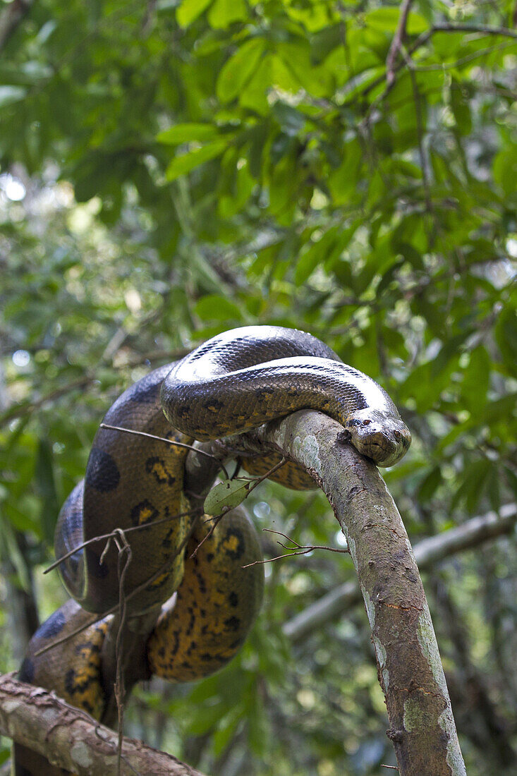 South America ,Brazil, Amazonas state, Manaus, Amazon river basin, Anaconda ,green anaconda , common anaconda( Eunectes murinus ).