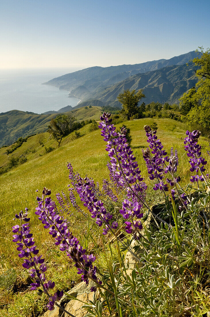 Lupine wildflowers and green hills in Spring on the Big Sur Coast, Monterey County, California Lupine wildflowers and green hills in Spring on the Big Sur Coast, Monterey County, California.