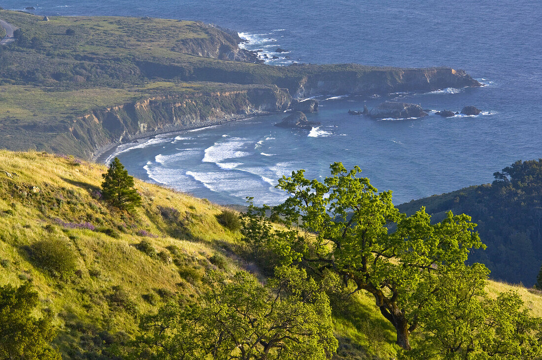 Oak trees and green hills in Spring over the ocean, Ventana Wilderness, Los Padres National Forest, Big Sur coast, California Oak trees and green hills in Spring over the ocean, Ventana Wilderness, Los Padres National Forest, Big Sur coast, California.