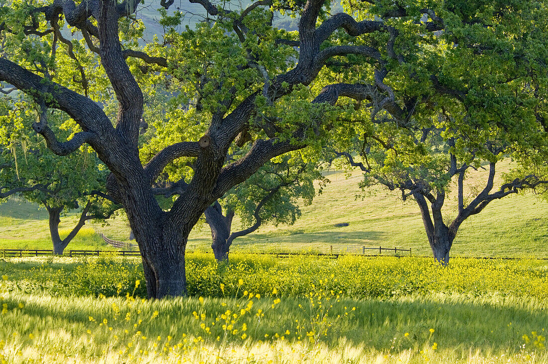 Oak trees in spring if field below the Santa Ynez Mountains, near Santa Ynez, California.