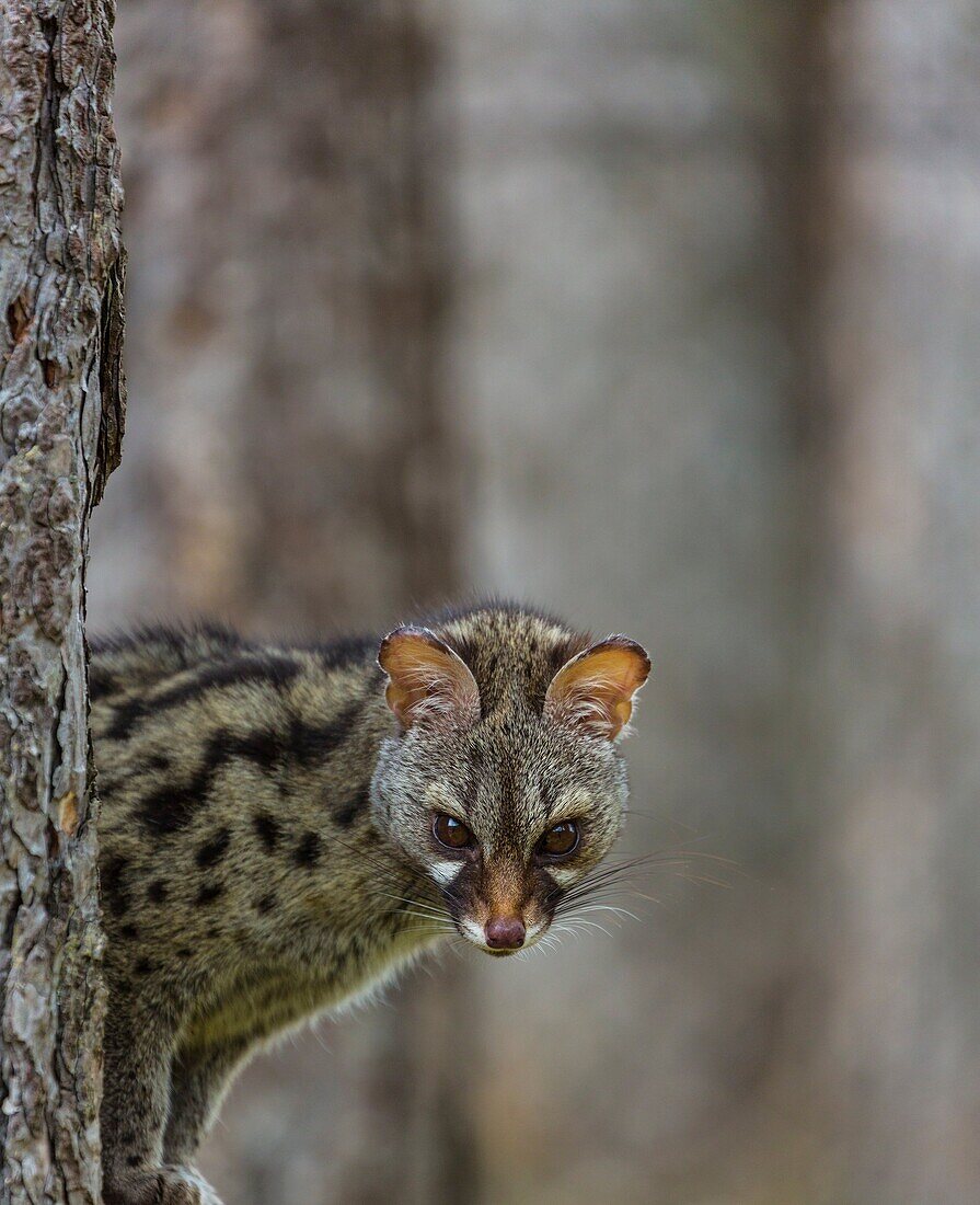 COMMON GENET Genetta genetta