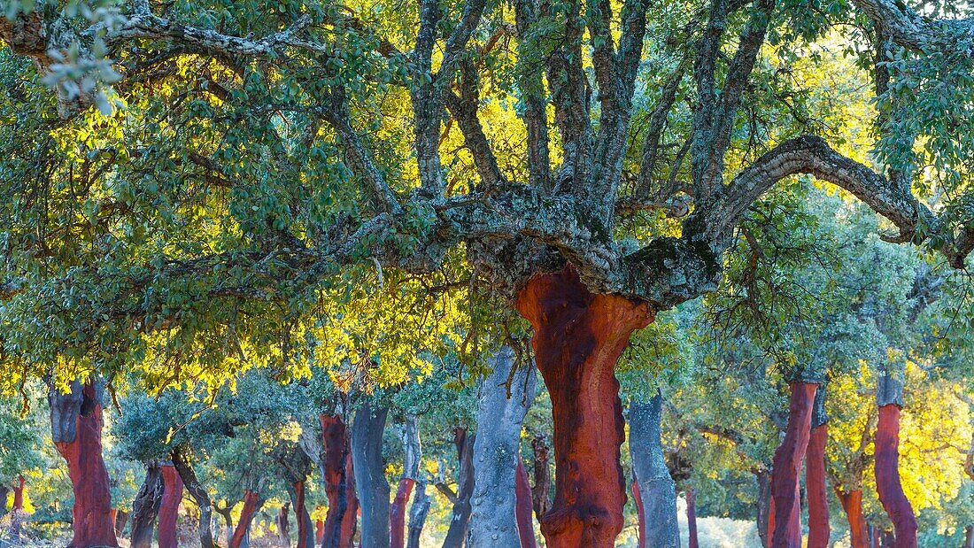 Cork Oak, Ambroz valley, Caceres, Extremadura, Spain, Europe