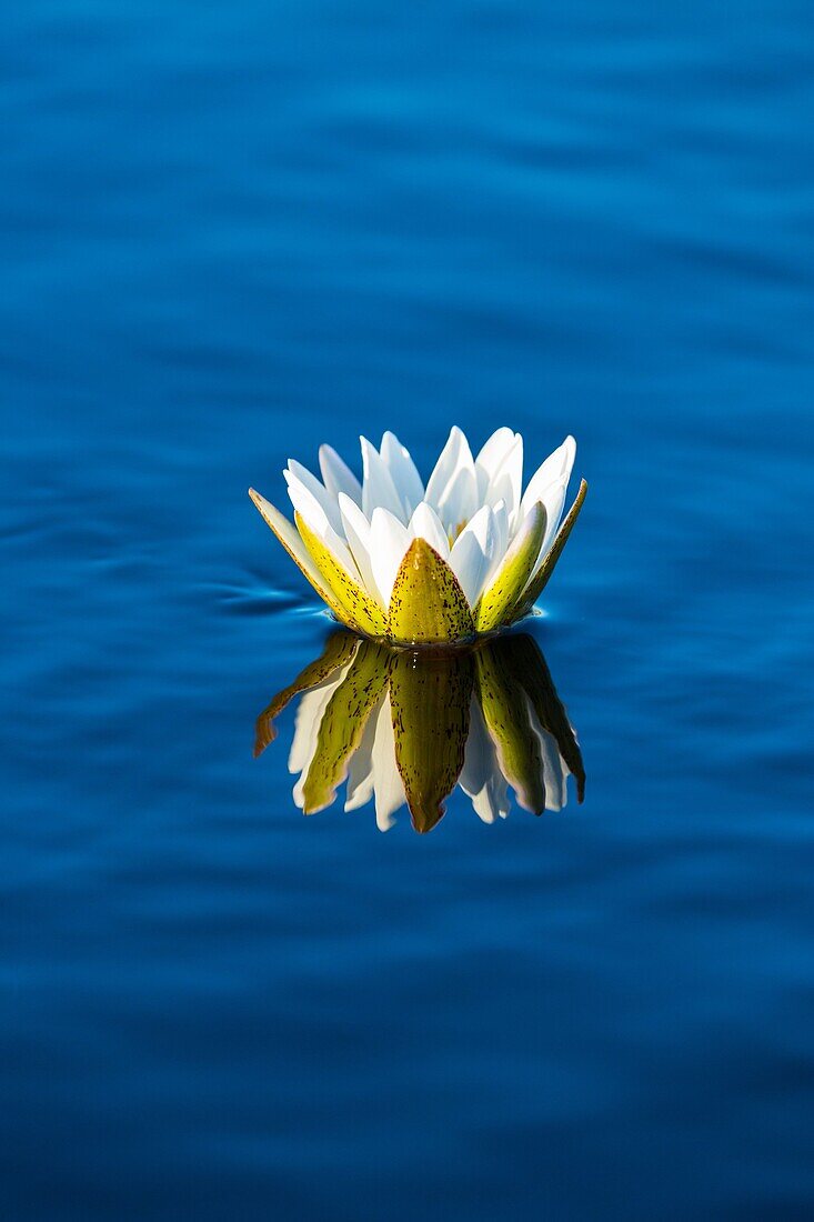 Water lily, Okavango Delta, Botswana, Africa.