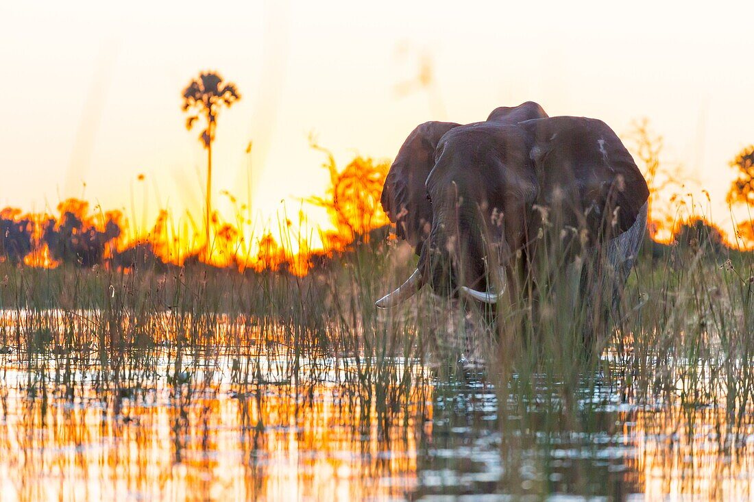 AFRICAN ELEPHANT (Loxodonta ), Okavango Delta, Botswana, Africa.