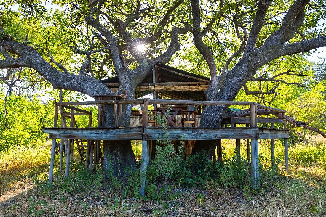 Okavango Delta, Botswana, Africa.