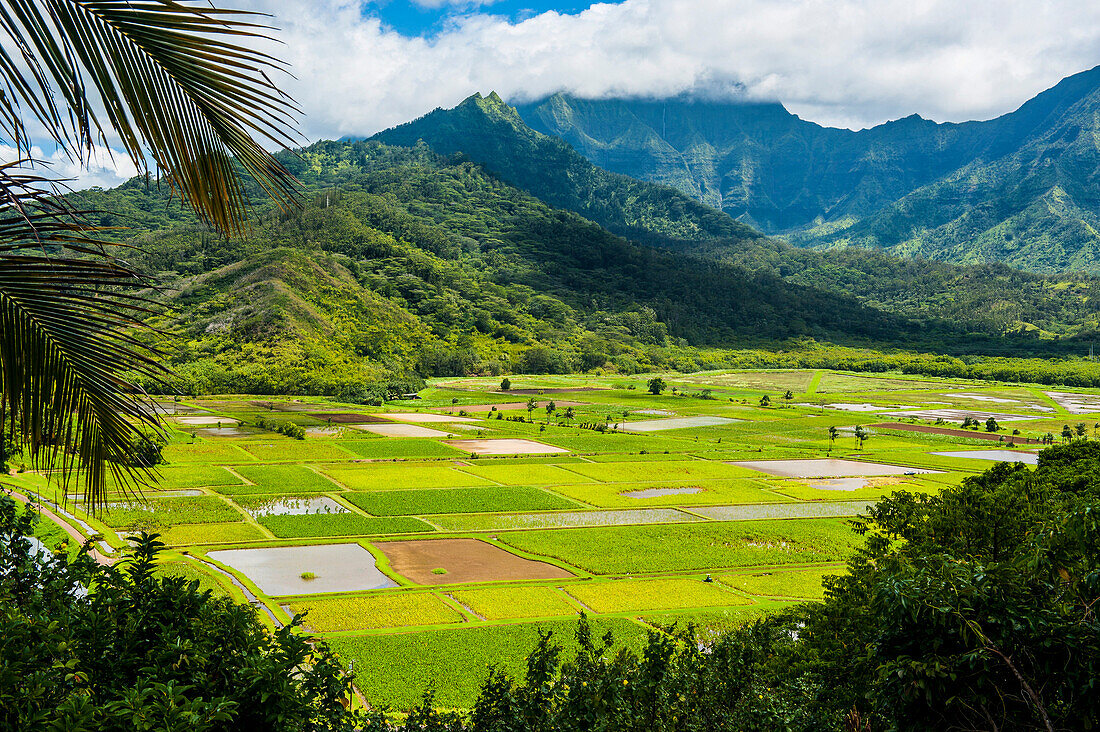 Taro fields near Hanalei on the island of Kauai, Hawaii, United States of America, Pacific