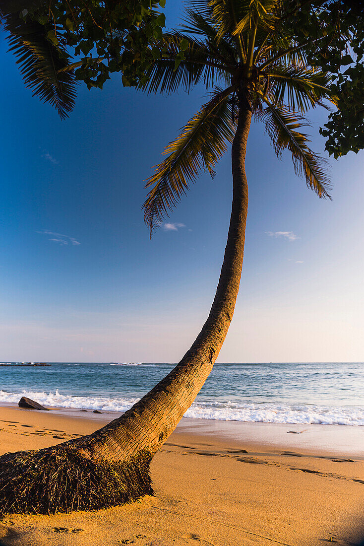 Palm tree, Mirissa Beach, South Coast of Sri Lanka, Sri Lanka, Asia