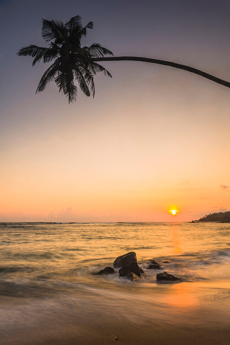 Palm tree at sunset on tropical Mirissa Beach, South Coast of Sri Lanka, Southern Province, Sri Lanka, Asia