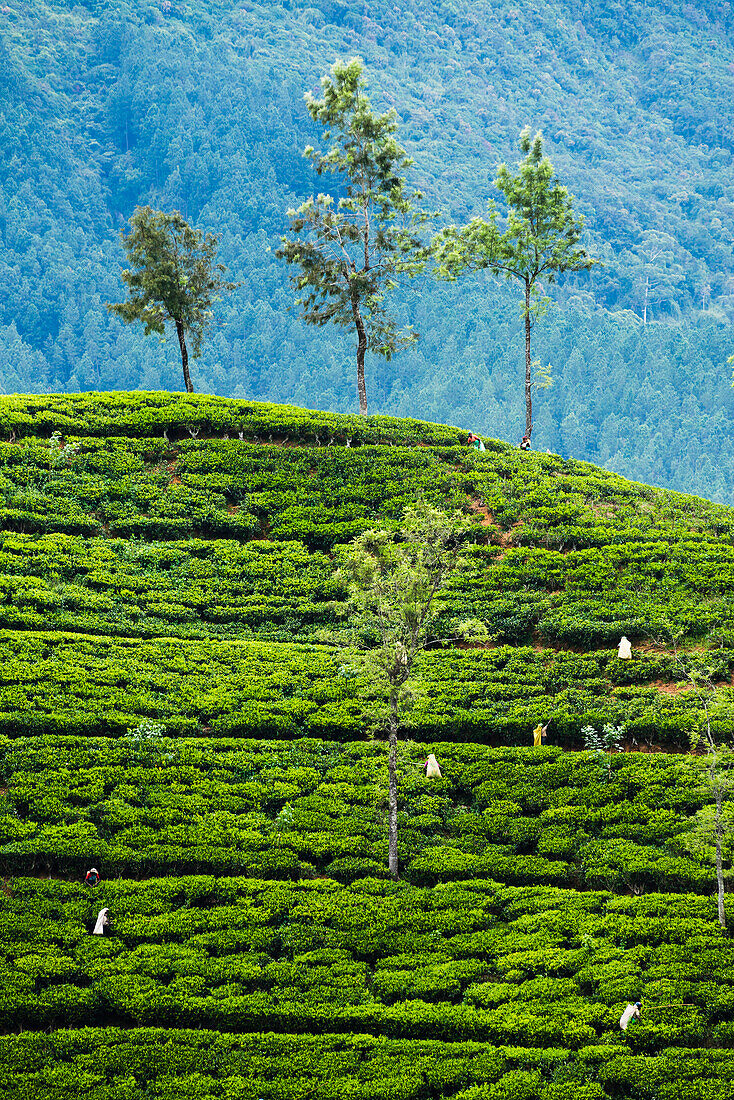 Tea pluckers working at a tea plantation in the the Central Highlands, Nuwara Eliya District, Sri Lanka, Asia