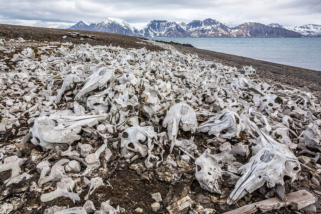 Littered beluga bones left by whalers (Delphinapterus leucas) at Ahlstrandhalvoya, Bellsund, Svalbard, Norway, Scandinavia, Europe