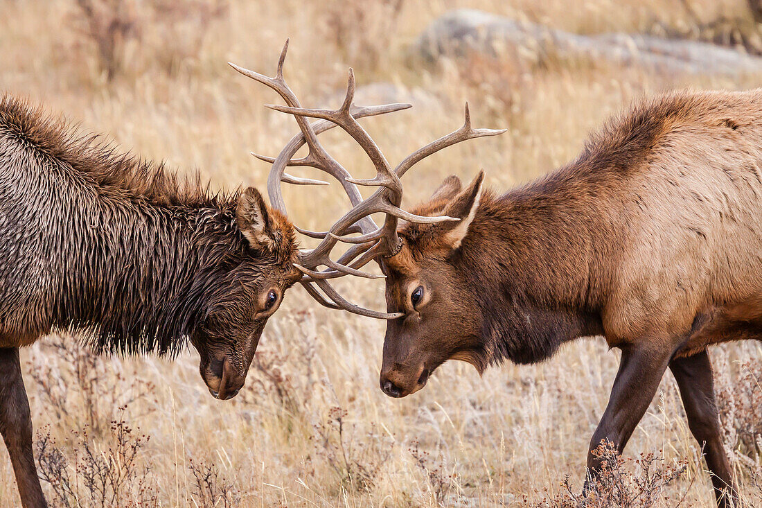 Bull elk (Cervus canadensis) fighting in rut in Rocky Mountain National Park, Colorado, United States of America, North America