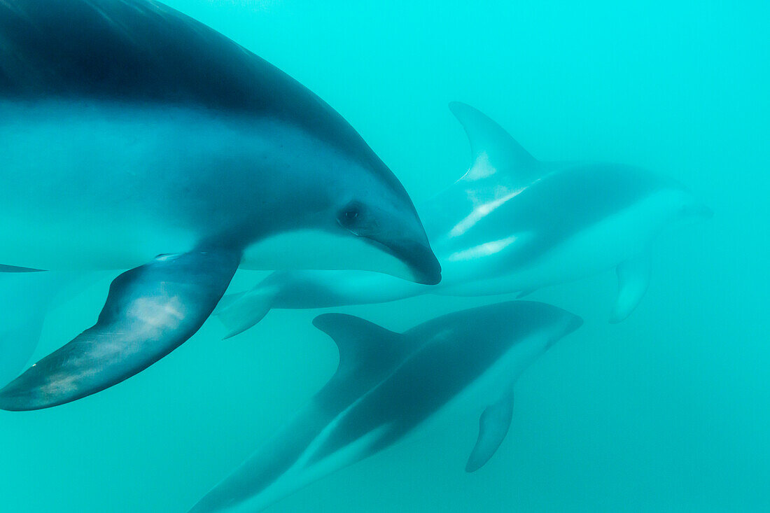 Dusky dolphin (Lagenorhynchus obscurus) underwater off Kaikoura, South Island, New Zealand, Pacific