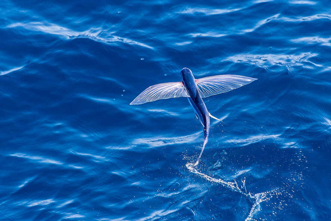 Flying fish from the family Exocoetidae taking flight near White Island, North Island, New Zealand, Pacific