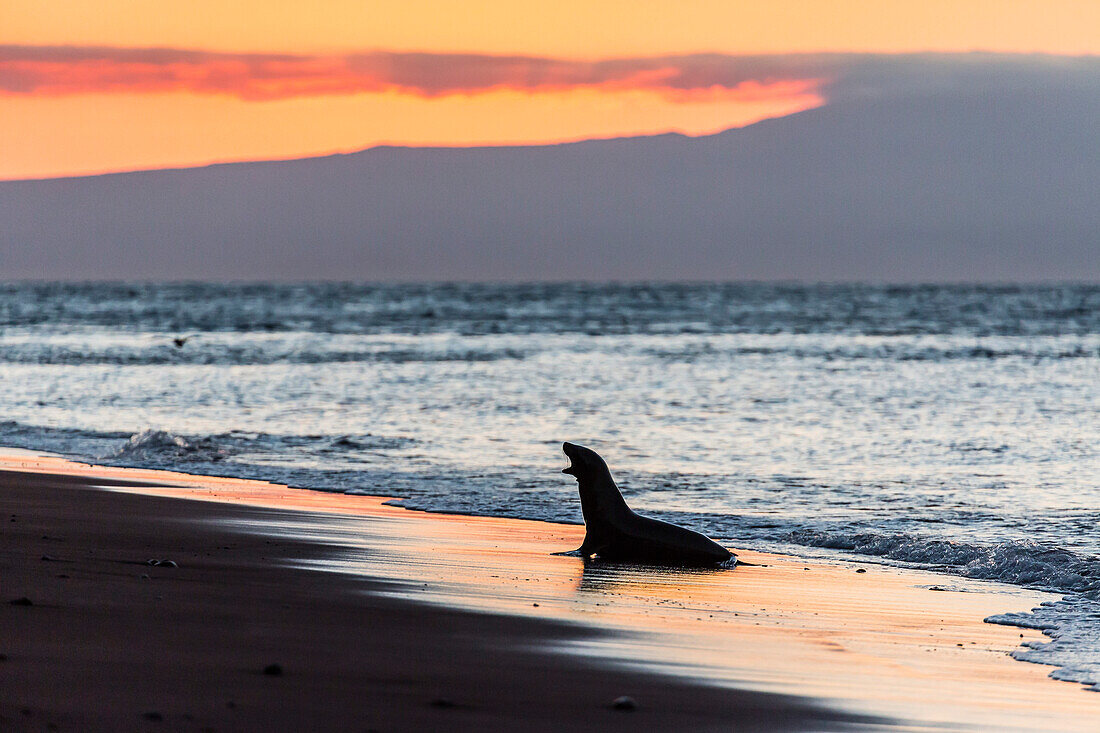 Galapagos sea lion ( Zalophus wollebaeki) on beach at sunset on Rabida Island, Galapagos Islands, UNESCO World Heritage Site, Ecuador, South America