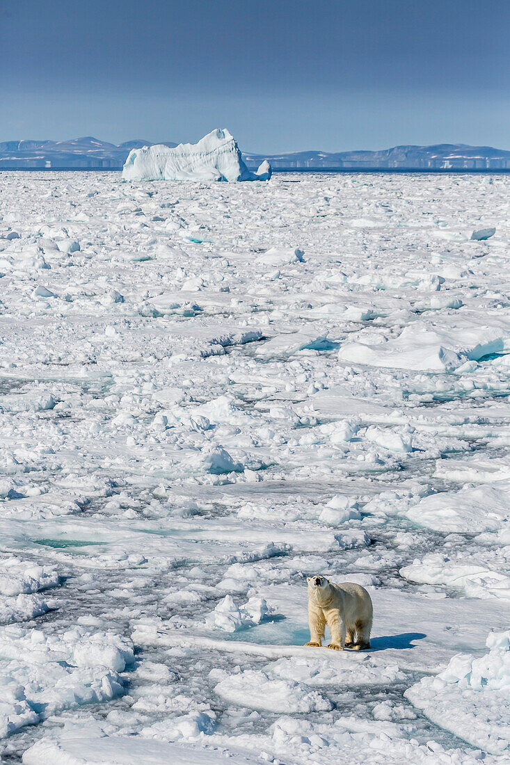 Adult polar bear (Ursus maritimus) on ice floe, Cumberland Peninsula, Baffin Island, Nunavut, Canada, North America