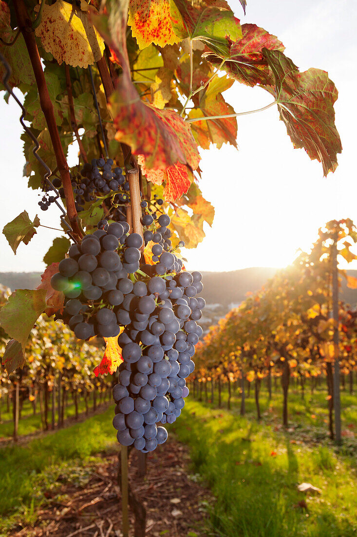 Vineyards with red wine grapes in autumn at sunset, Esslingen, Baden Wurttemberg, Germany, Europe