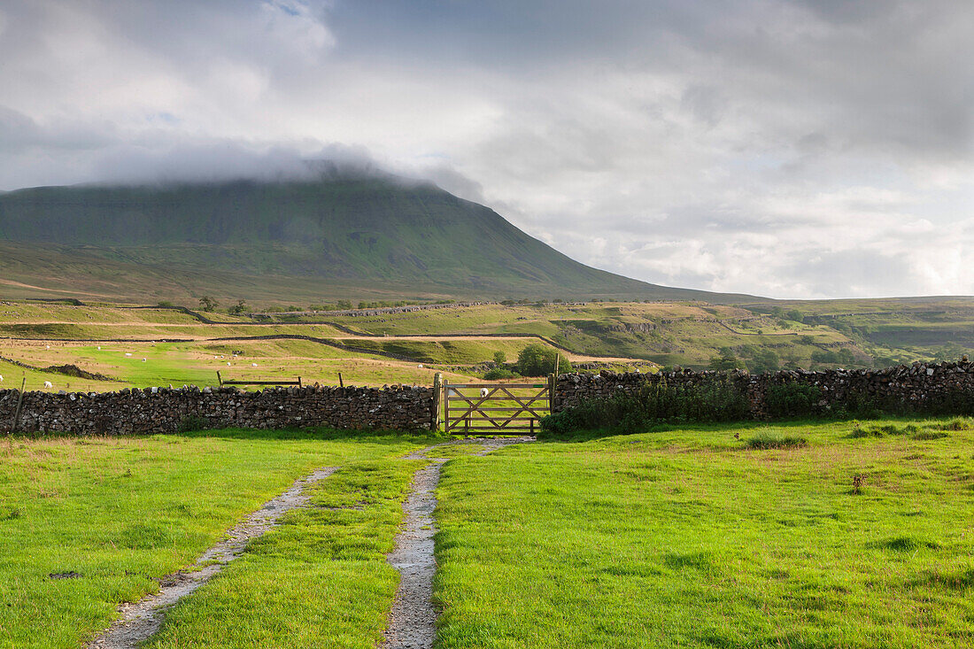 Evening light at Ingleborough Mountain, Ingleborough National Nature Reserve, Yorkshire Dales, North Yorkshire, England, United Kingdom, Europe