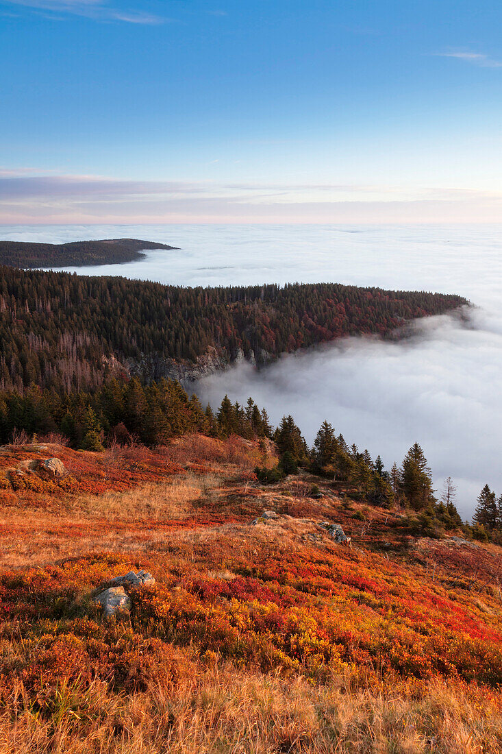 Early morning fog at sunrise in autumn, Feldberg mountain, Black Forest, Baden Wurttemberg, Germany, Europe