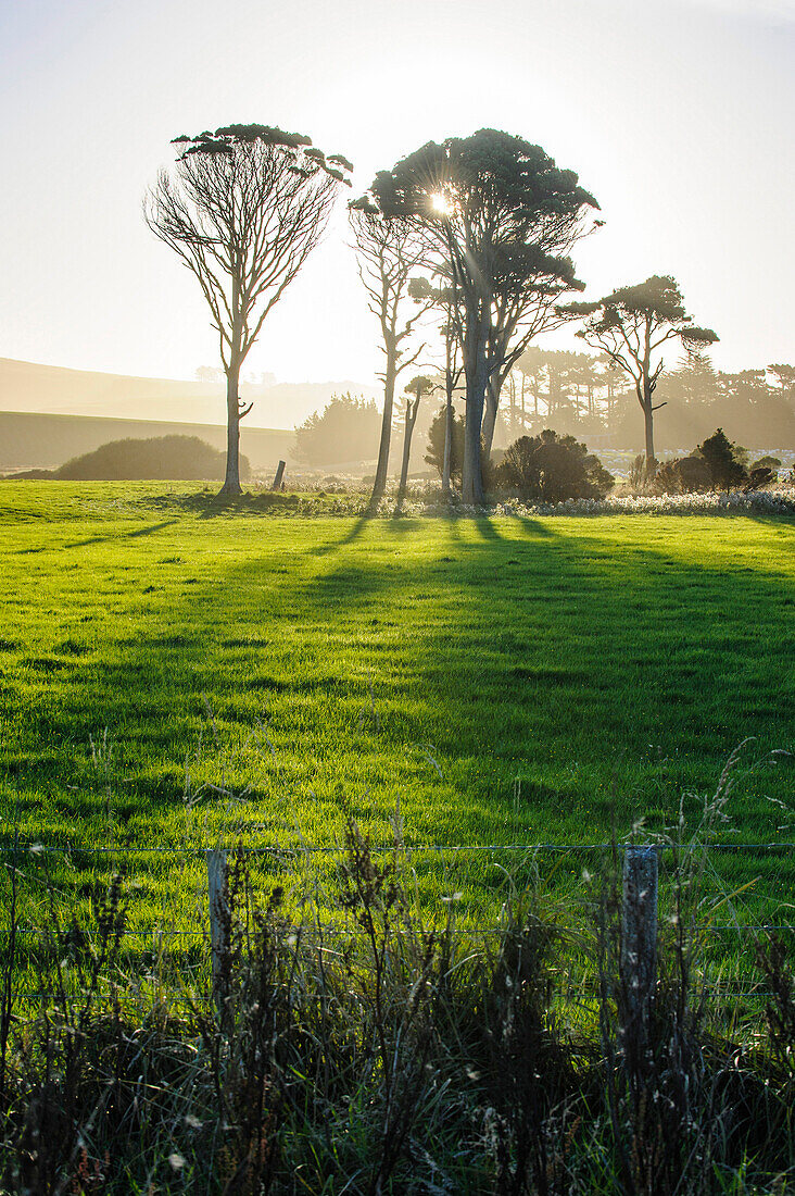 Backlit trees in green fields, the Catlins, South Island, New Zealand, Pacific