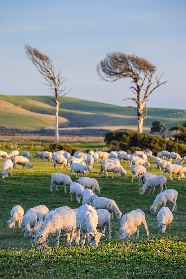 Sheep grazing in the green fields of the Catlins, South Island, New Zealand, Pacific