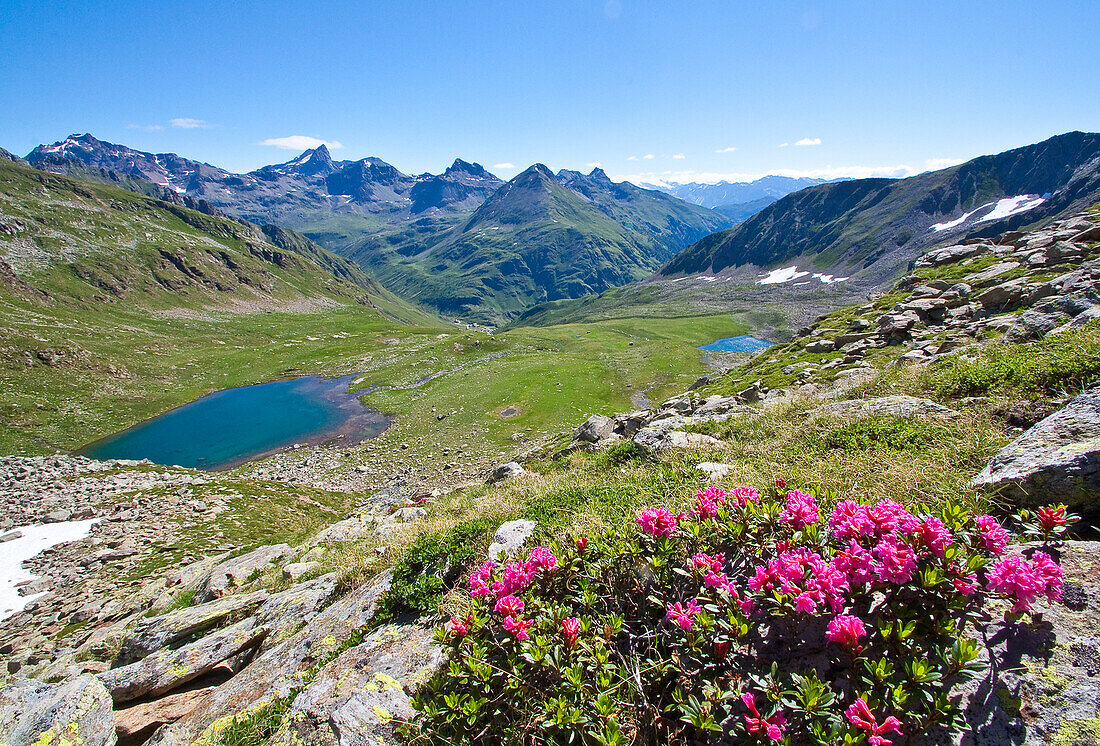 Rhododendrons at Malghera's lake, Valgrosina, Valtellina, Lombardy