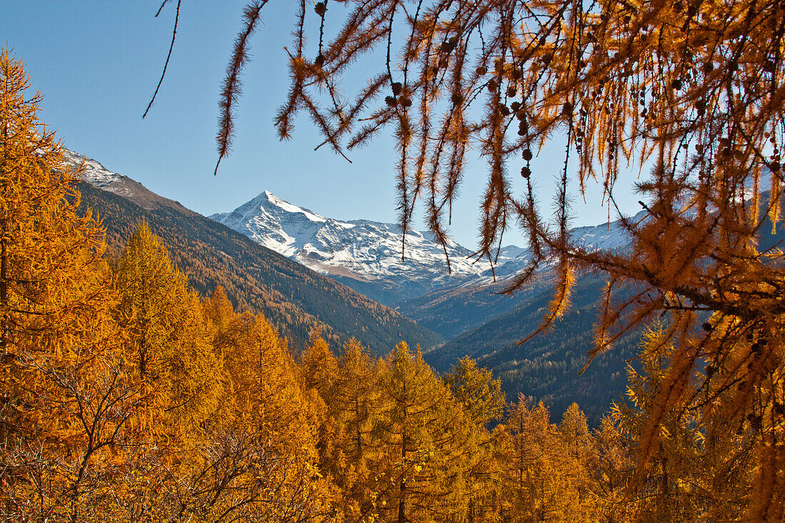 Tresero peak between Ables larch's branches in autumn, Valtellina, Lombardy