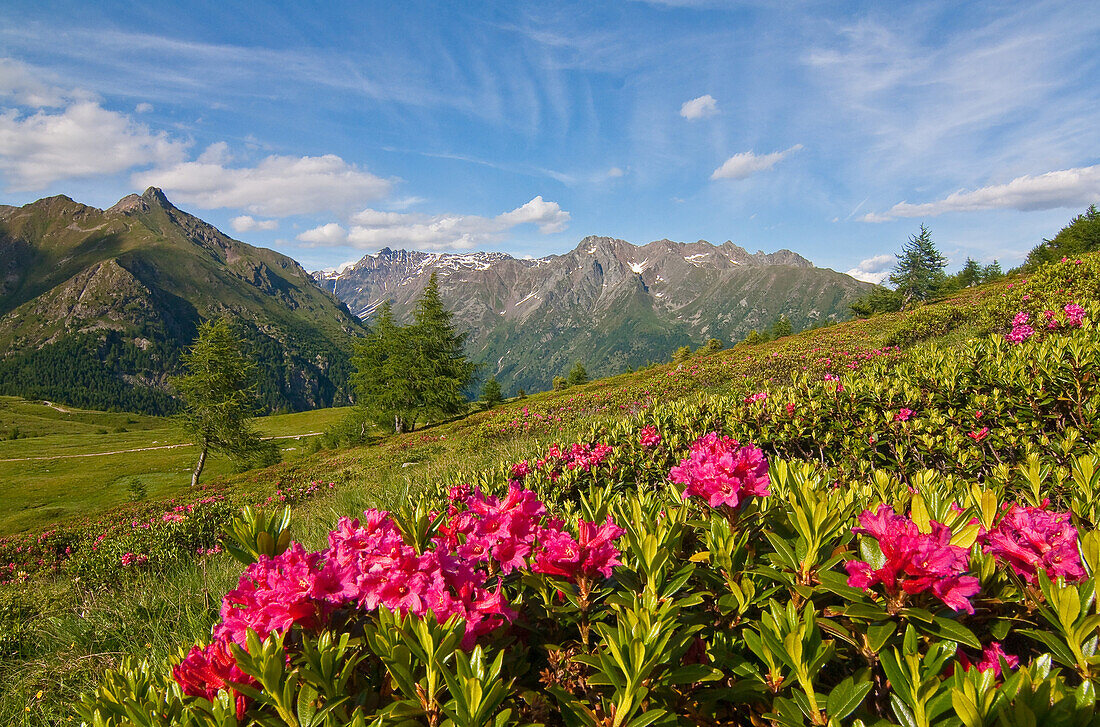 Rhododendrons at Val Bighera's Pass, Valtellina, Lombardy