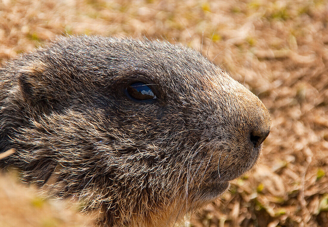 Marmot portrait, Valtellina, Lombardy