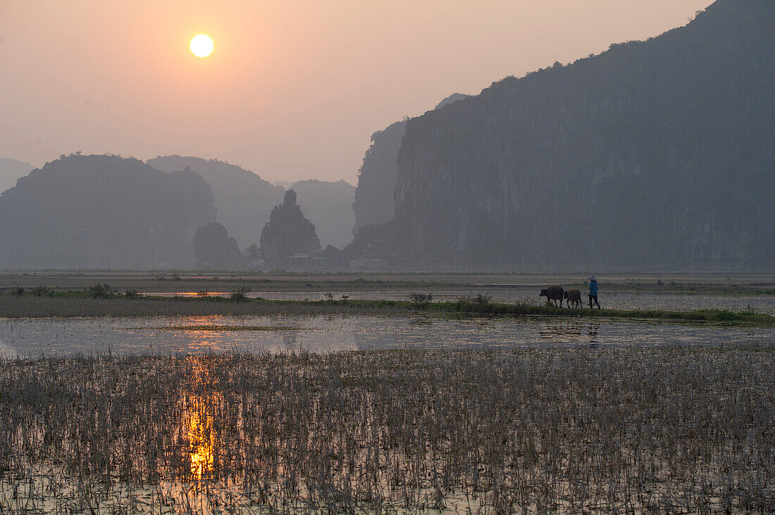 Buffalos grazing at sunset near Ninh Binh with high carsic mountains in the background, Ninh Binh, Vietnam