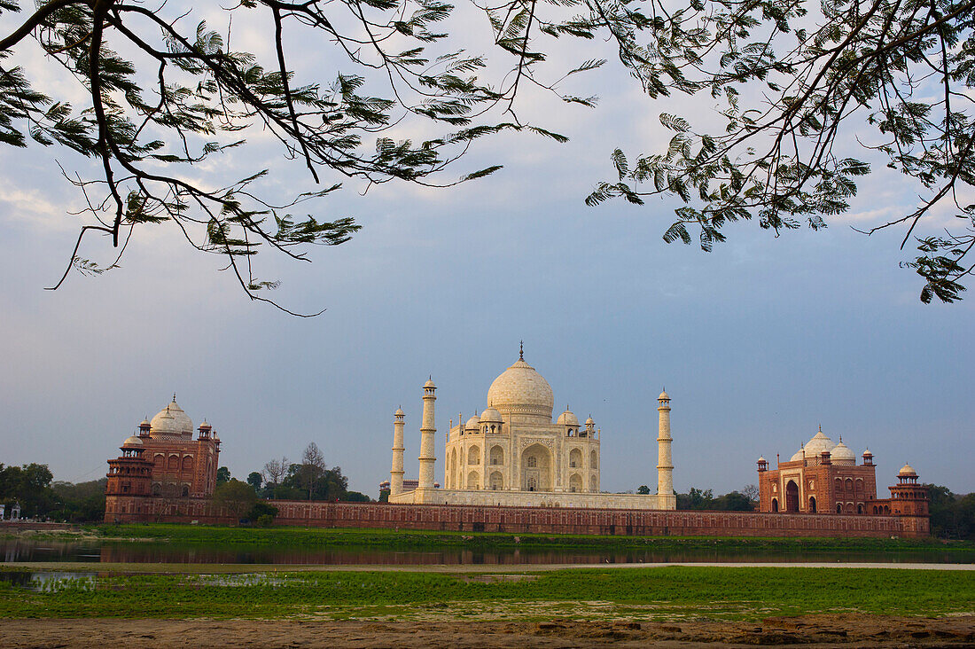 The backside of the Taj Mahal seen through the trees of the Mehtab Bagh garden at sunrise, Agra, India