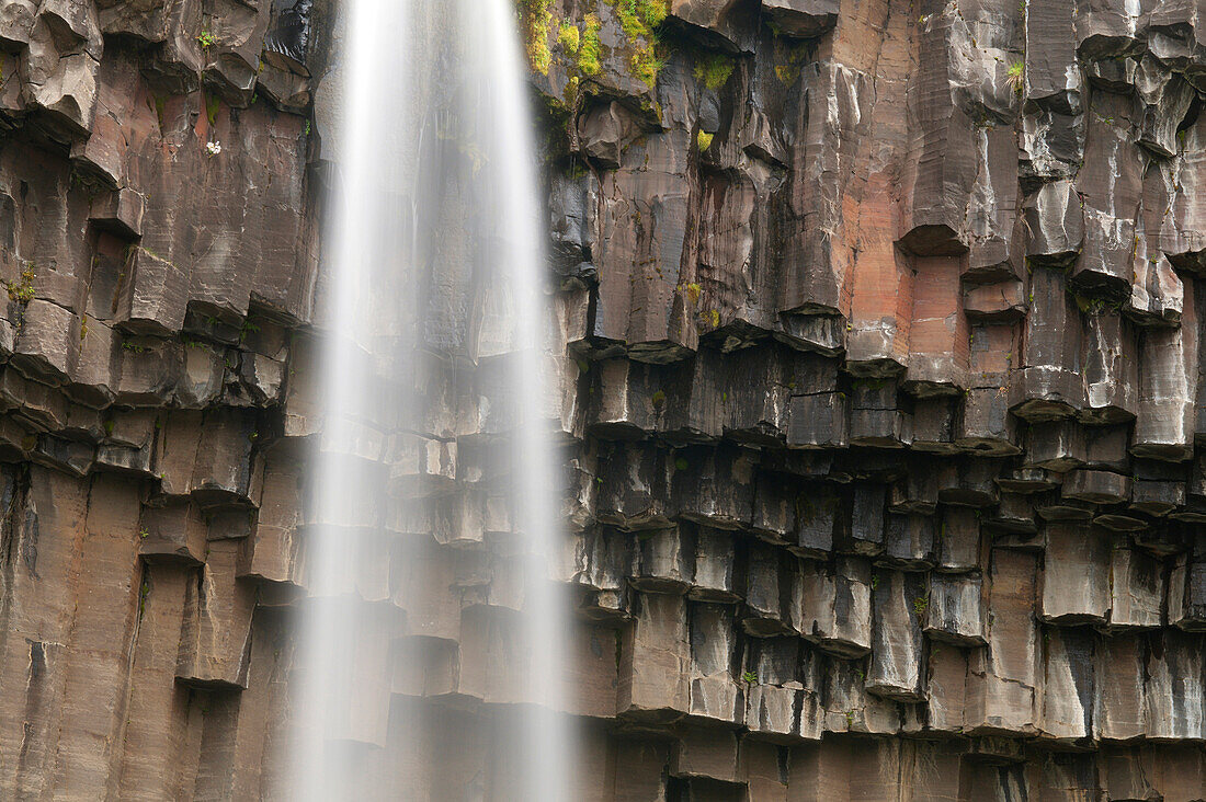 The waters of the Svartifoss waterfall flows in front of its typical basaltic rocks, Iceland