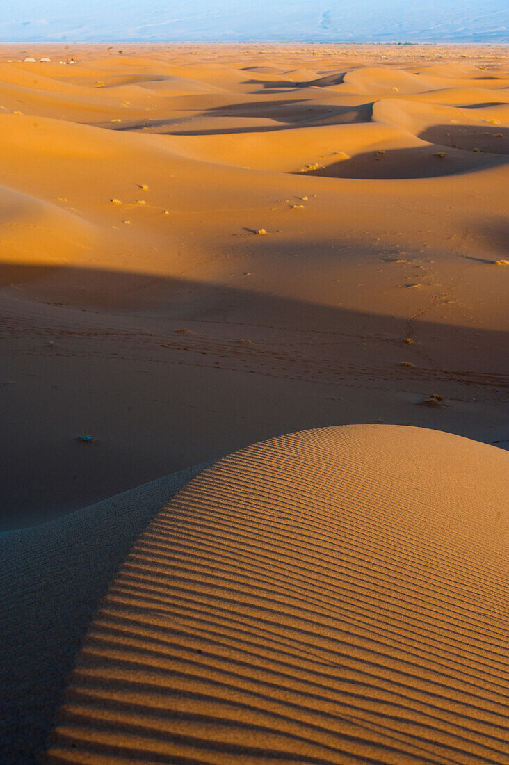 Lights and shadows on the sand dunes at sunrise with blueish mountains on the background, Sahara desert, Morocco