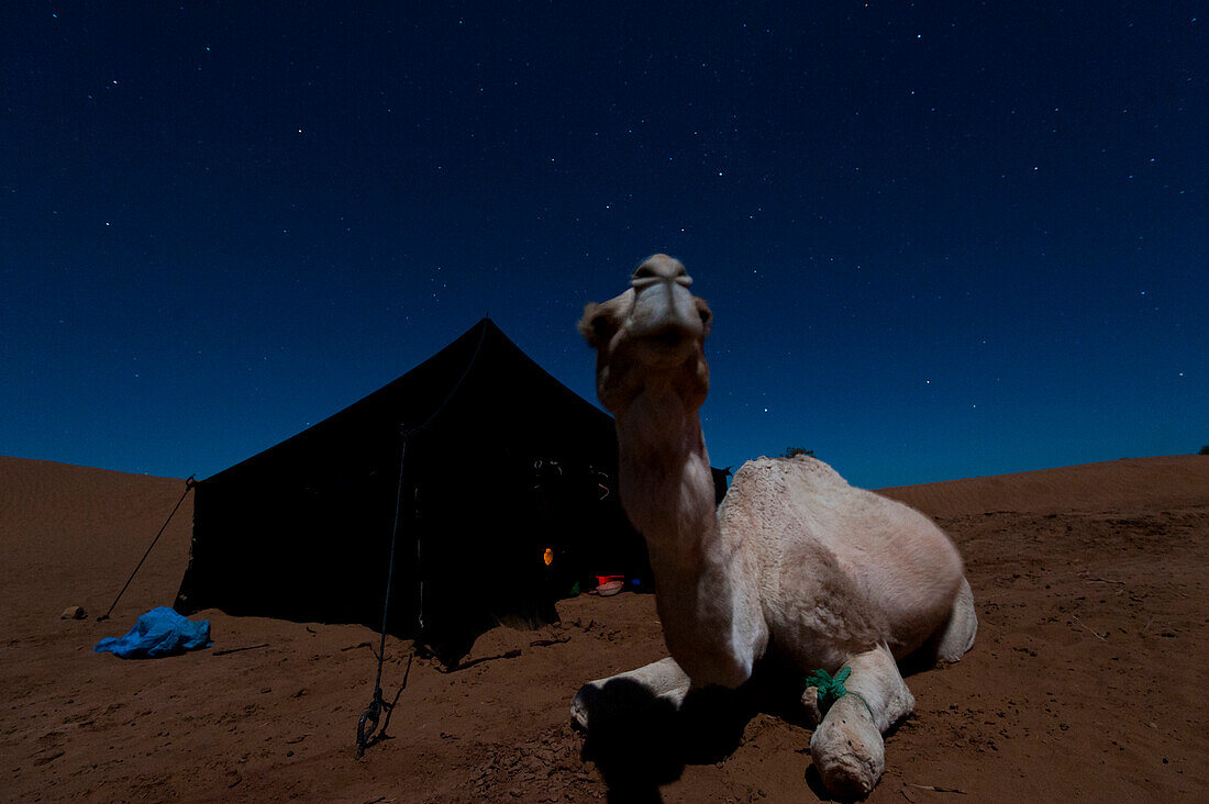 Camels watches towards the moon beside a tent in the desert under a starry night lighted up by the moonlight, Sahara desert, Morocco