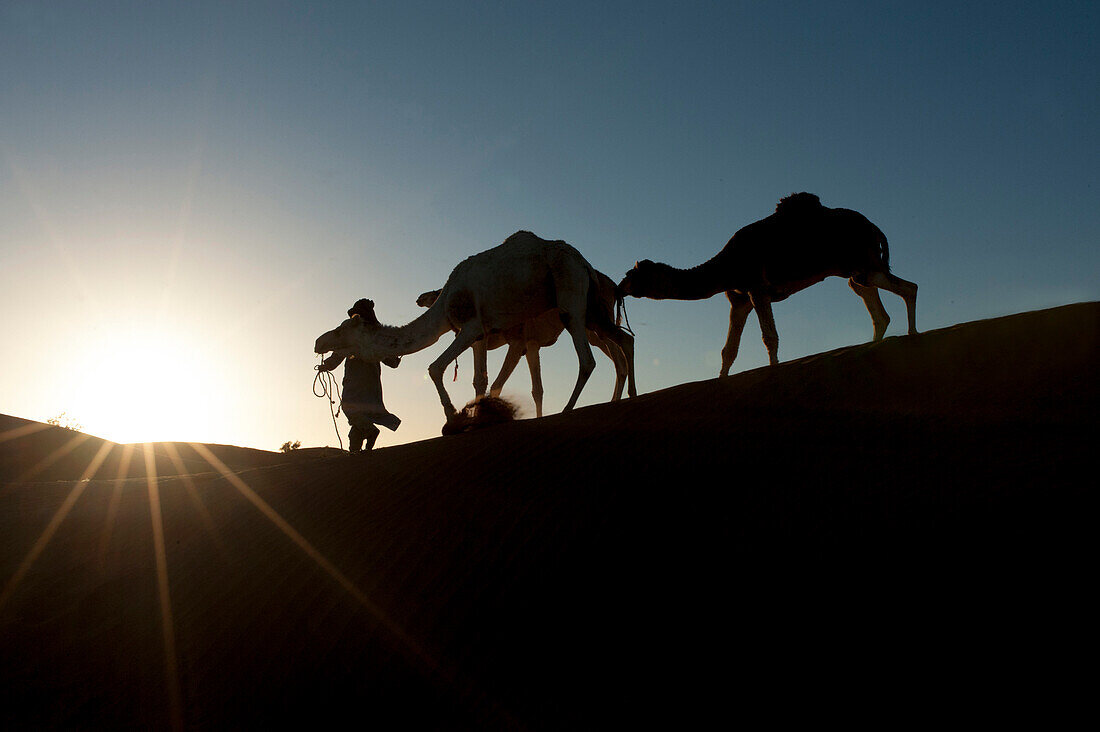 Sun star with backlight silhouette of a berber man walking with two camels on top of a high sand dune at sunset, Sahara desert, Morocco