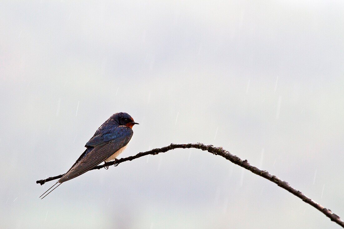 Sebino Natural Reserve, Lombardy, Swallow under rain