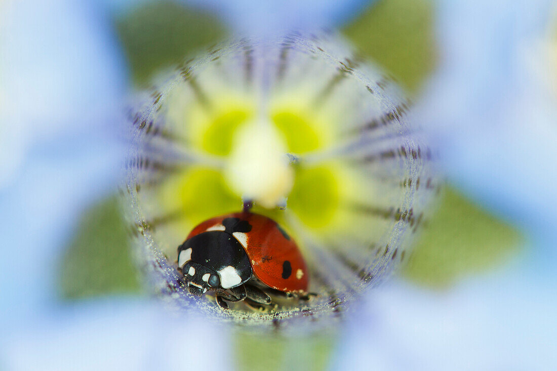 Stelvio National Park, Lombardy, Italy. Ladybug in a gentian