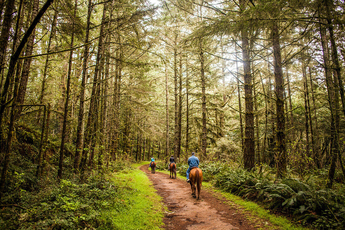 Caucasian ranchers riding horses in forest, Point Reyes, California, United States