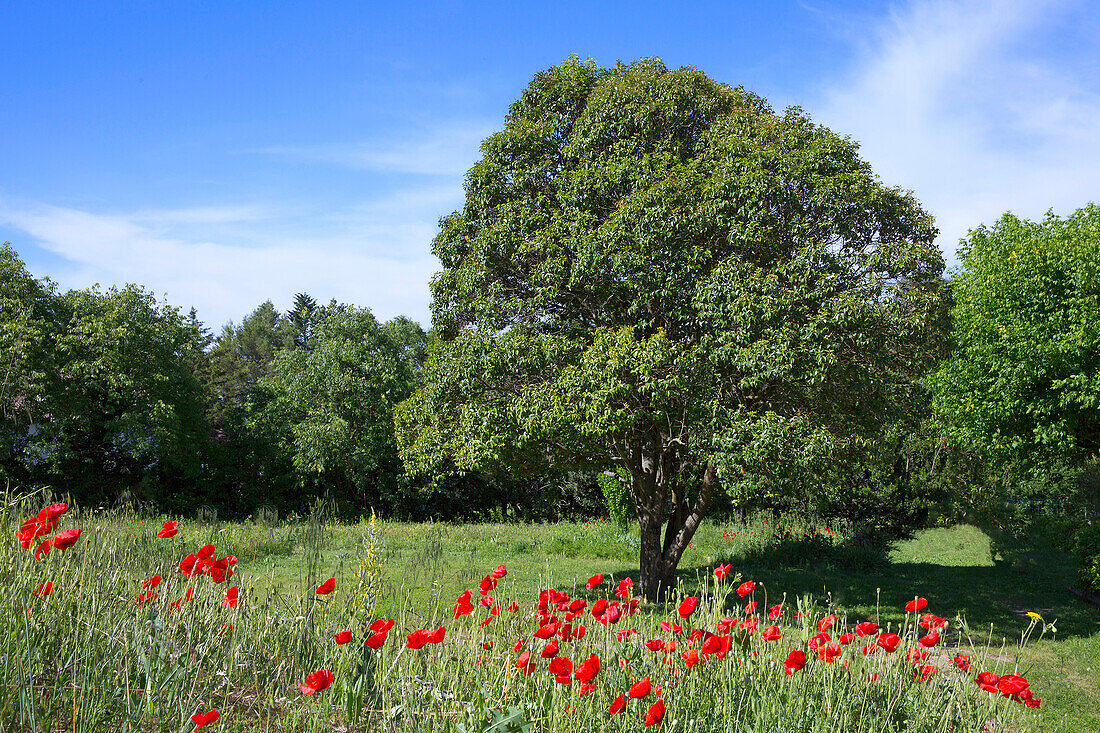France, Gard (30), isolated tree in the spring meadow with poppies in the foreground