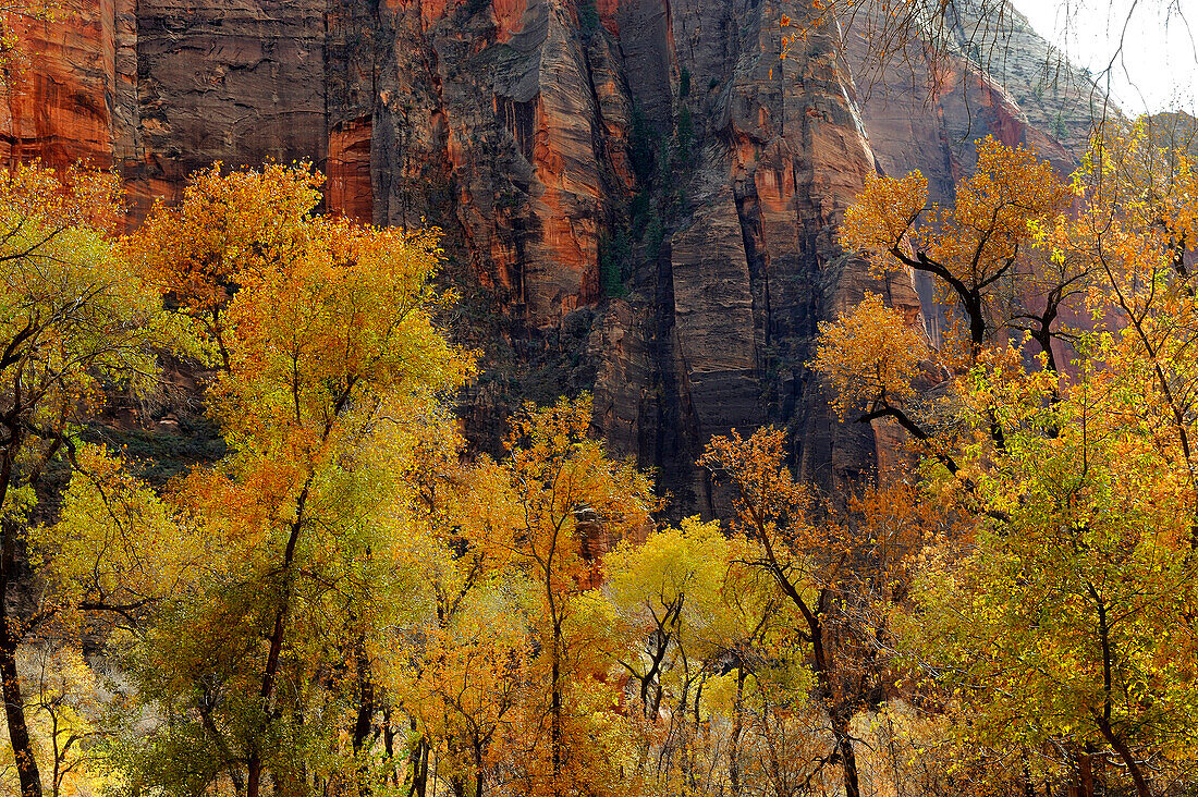 RED CANYON CLIFFS, ZION NATIONAL PARK, UTAH, USA