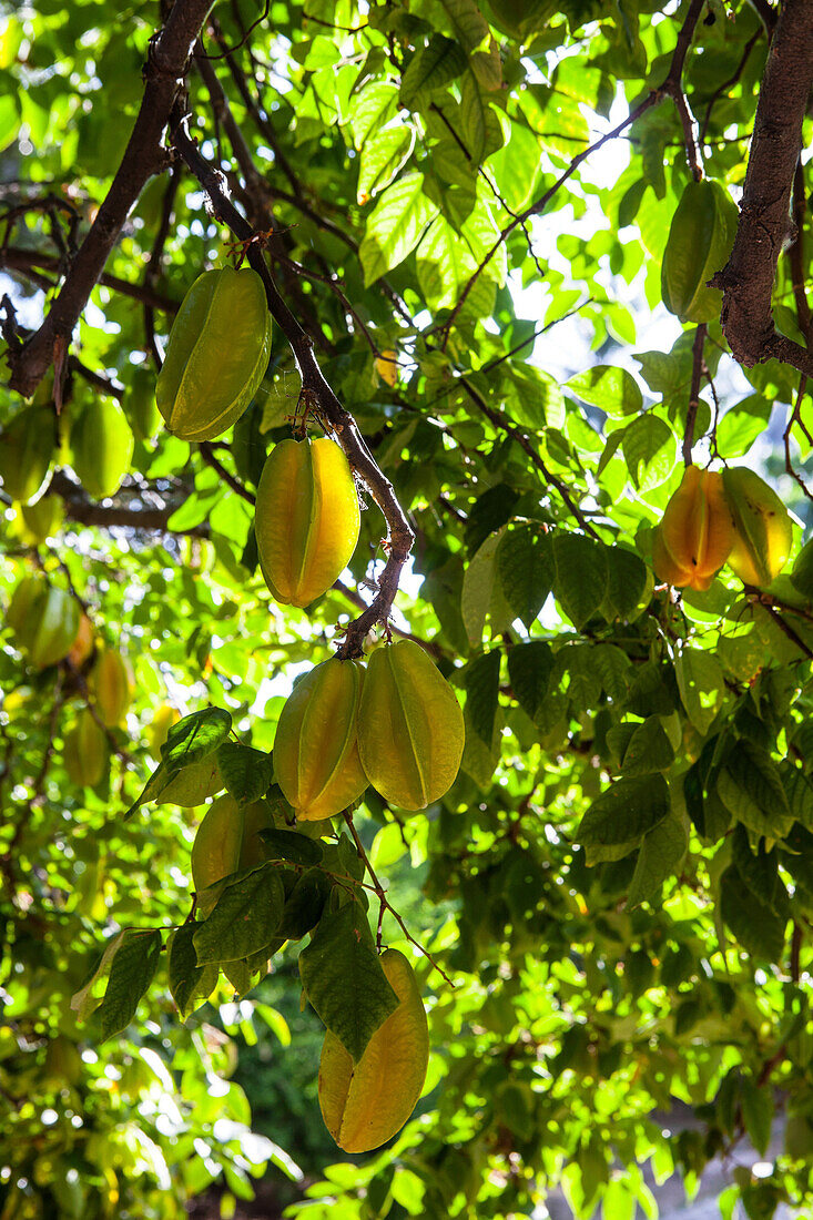 Brazil, Olinda, carambola on a tree