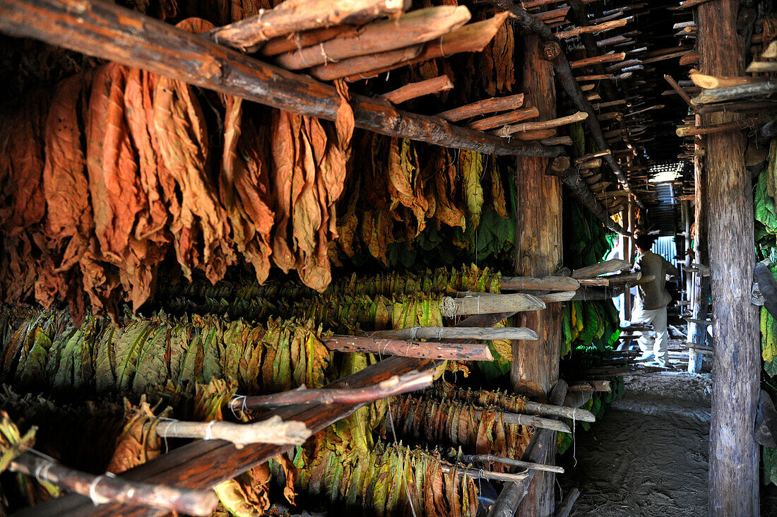 Tobacco dryer, tobacco growing, Vinales, Pinar del Rio province, Cuba, Caribbean